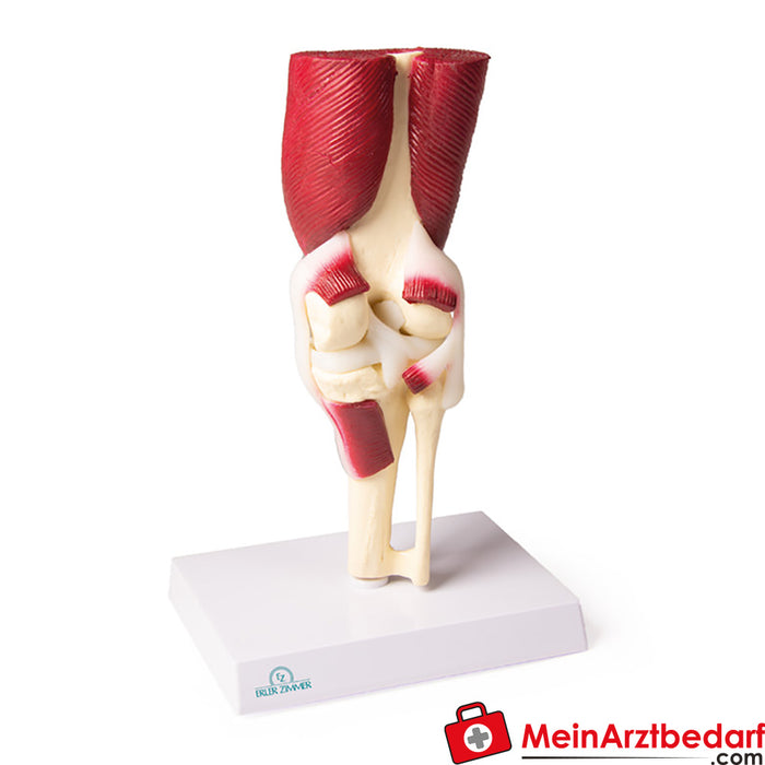 Erler Zimmer Knee joint, natural size, with muscles