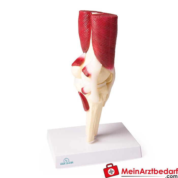 Erler Zimmer Knee joint, natural size, with muscles