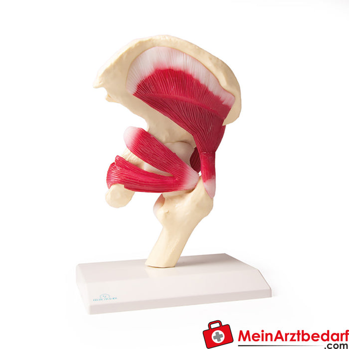 Erler Zimmer Hip joint, natural size, with muscles