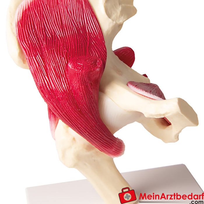 Erler Zimmer Hip joint, natural size, with muscles