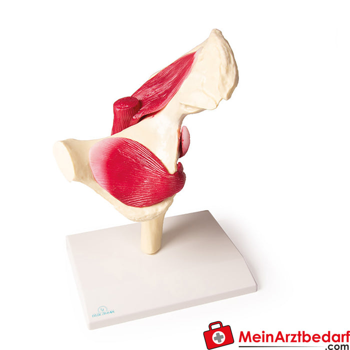 Erler Zimmer Hip joint, natural size, with muscles