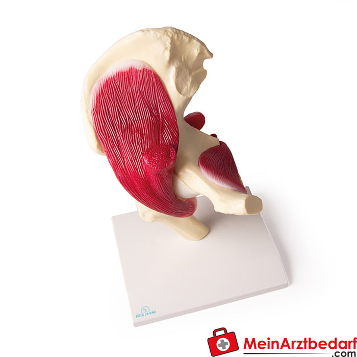 Erler Zimmer Hip joint, natural size, with muscles