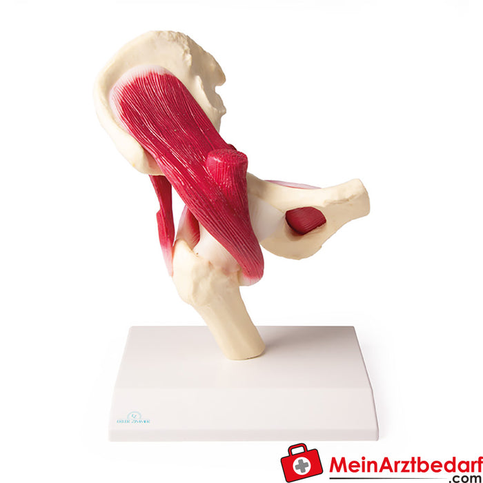 Erler Zimmer Hip joint, natural size, with muscles