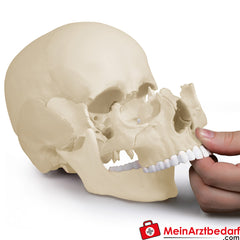 Erler-Zimmer Osteopathie-Schädelmodell, 22-teilig, anatomische Ausführung - EZ Augmented Anatomy.