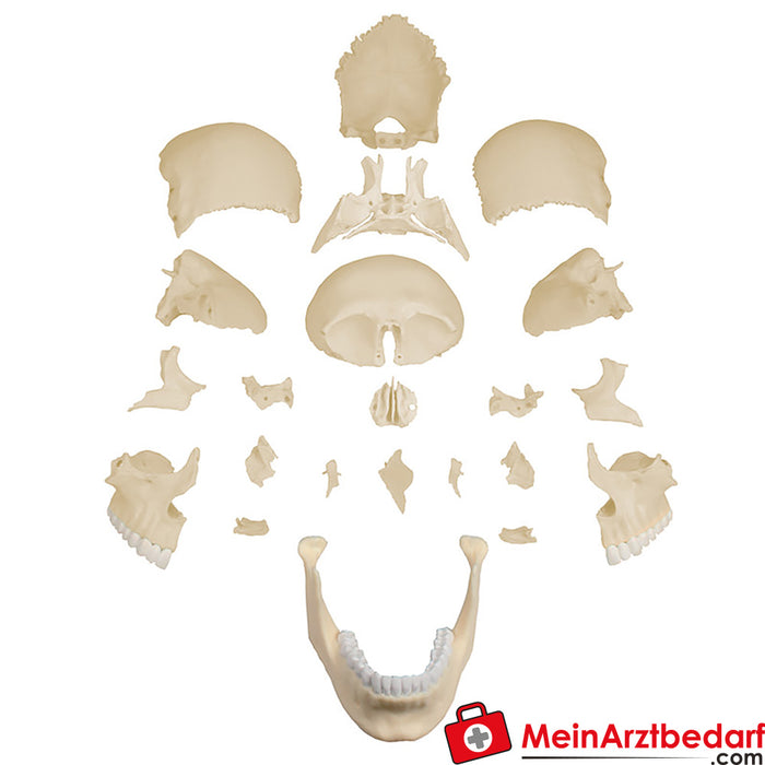 Erler Zimmer osteopatik kafatası modeli, 22 parçalı, anatomik versiyon - EZ Augmented Anatomy