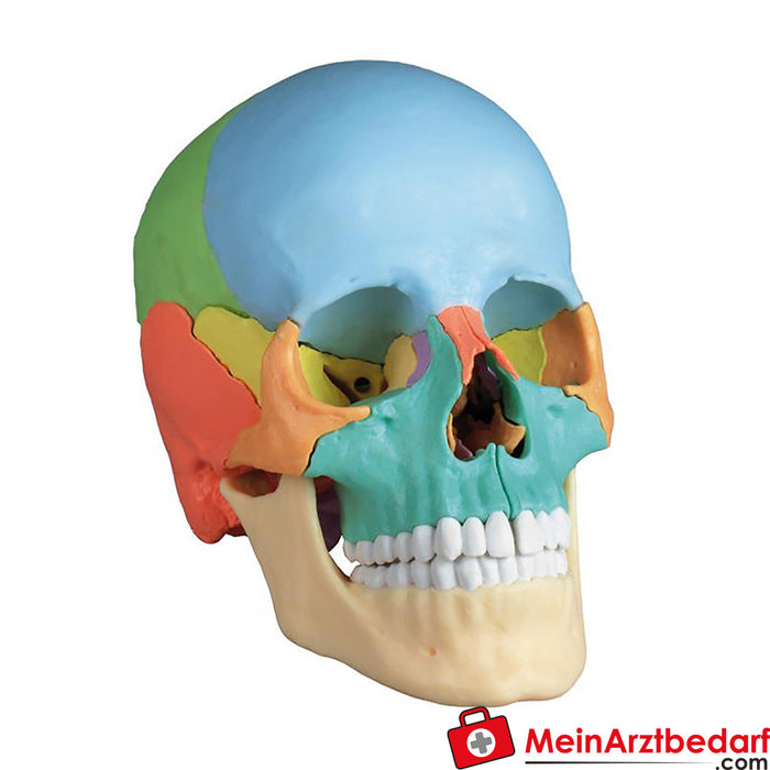 Erler Zimmer Modello di cranio per osteopatia, 22 parti, versione didattica - EZ Anatomia Aumentata