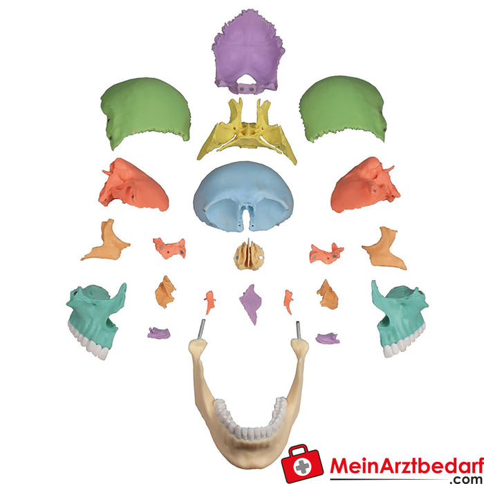 Erler Zimmer Modello di cranio per osteopatia, 22 parti, versione didattica - EZ Anatomia Aumentata