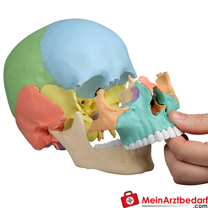 Erler Zimmer Modelo de crânio osteopático, 22 partes, versão didática - EZ Augmented Anatomy