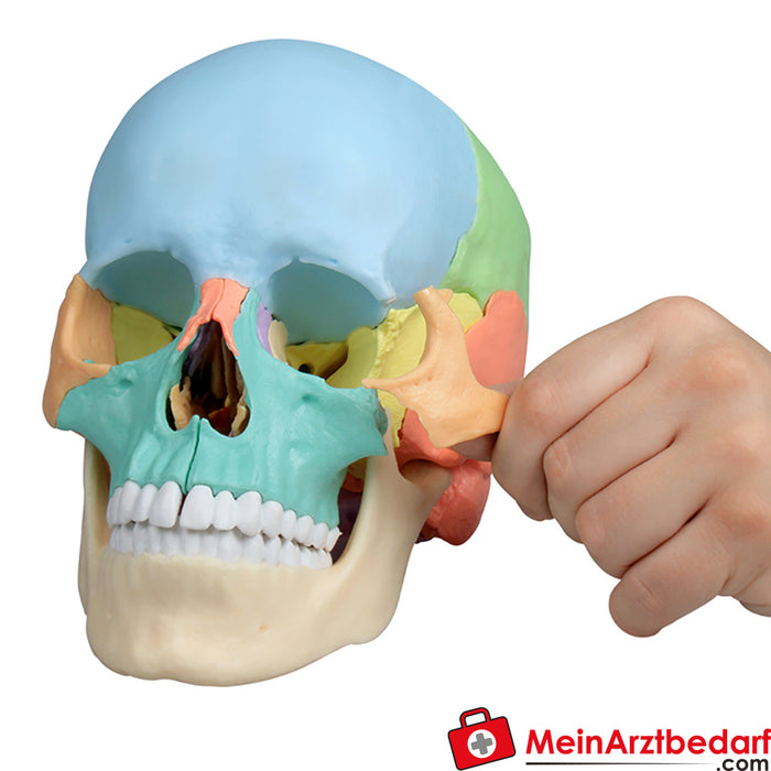 Erler Zimmer Modelo de crânio osteopático, 22 partes, versão didática - EZ Augmented Anatomy