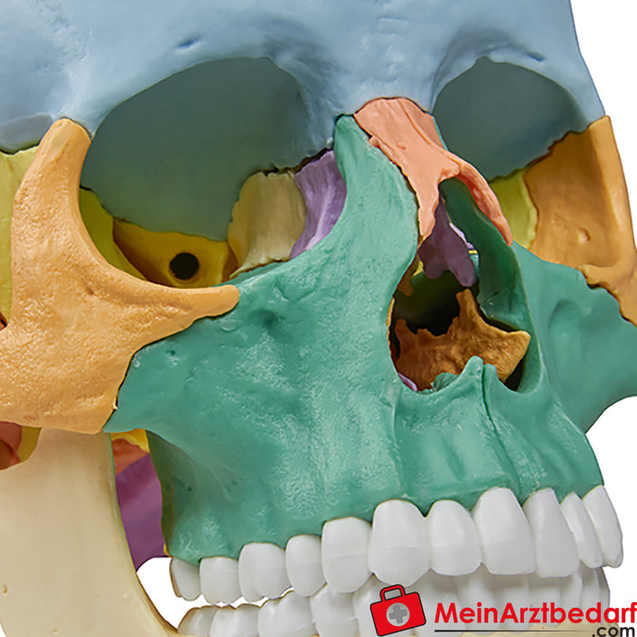 Erler Zimmer Modelo de crânio osteopático, 22 partes, versão didática - EZ Augmented Anatomy