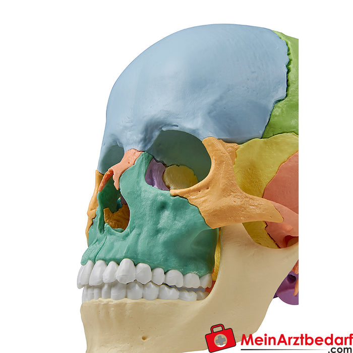 Erler Zimmer Modello di cranio per osteopatia, 22 parti, versione didattica - EZ Anatomia Aumentata