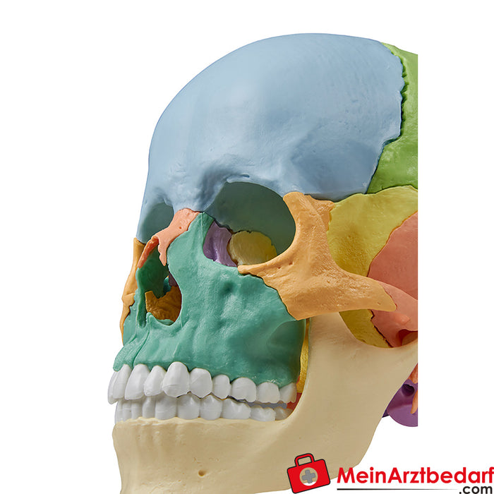 Modelo de cráneo de osteopatía Erler Zimmer, 22 piezas, versión didáctica - EZ Augmented Anatomy