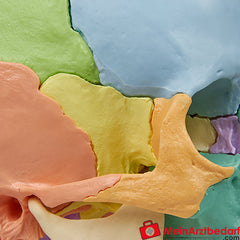 Erler-Zimmer Osteopathie-Schädelmodell, 22-teilig, didaktische Ausführung - EZ Augmented Anatomy.