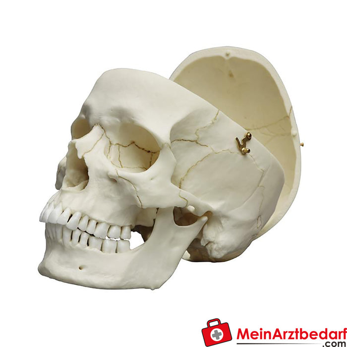 Cráneo adulto de Erler Zimmer