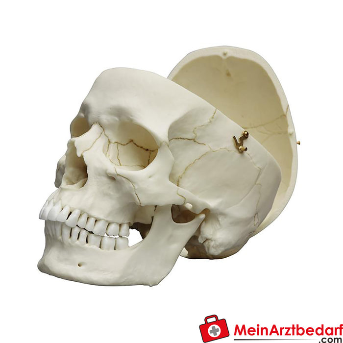 Erler Zimmer Adult skull