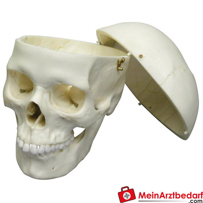 Erler Zimmer Adult skull