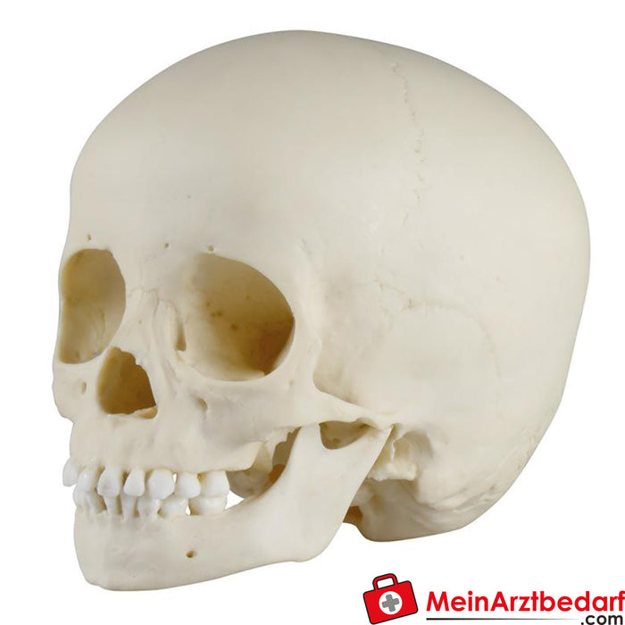 Erler Zimmer Child skull