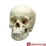 Erler-Zimmer Kinderschädel.