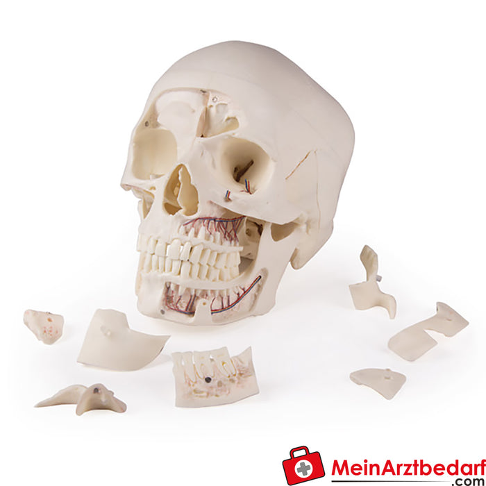 Cráneo de demostración de lujo de Erler Zimmer, 14 piezas