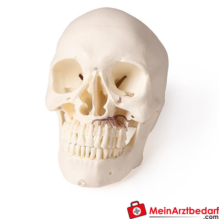 Erler Zimmer Skull model for dentistry and maxillofacial surgery, 5 parts