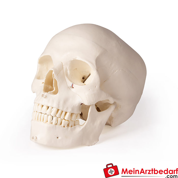 Modelo de cráneo de Erler Zimmer para odontología y cirugía de mandíbula, 5 piezas