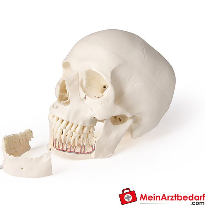 Erler Zimmer Schädelmodell für Zahnmedizin und Kieferchirurgie, 5-teilig
