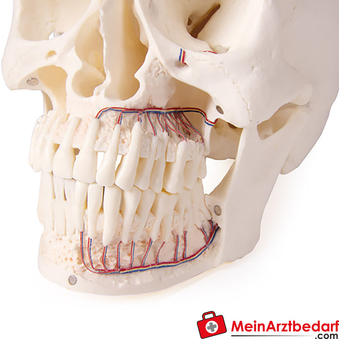 Erler Zimmer Modelo de crânio para odontologia e cirurgia oral, 5 peças