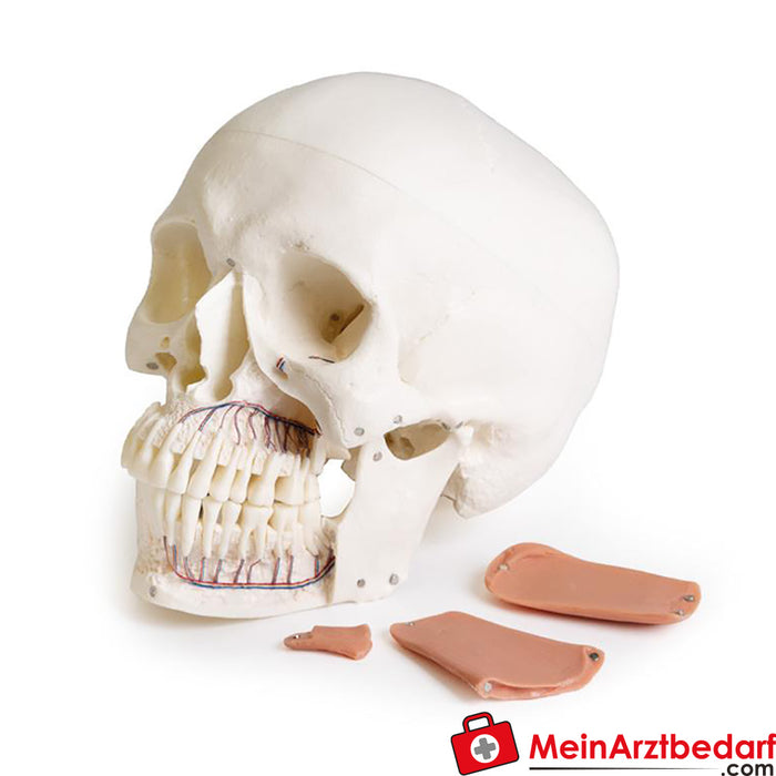 Erler Zimmer Skull model for dentistry with CMD syndrome, 8 parts