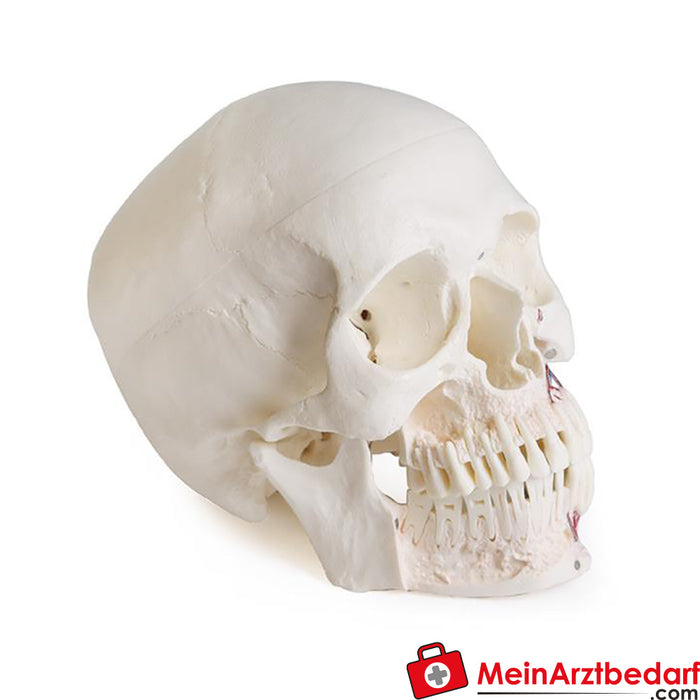 Erler Zimmer Skull model for dentistry with CMD syndrome, 8 parts