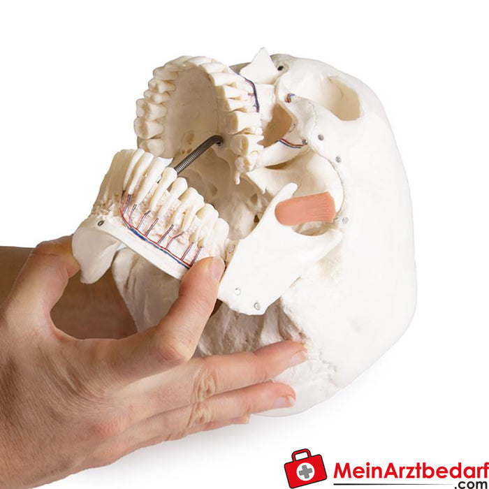 Erler Zimmer Modelo de crânio para odontologia com síndrome CMD, 8 partes