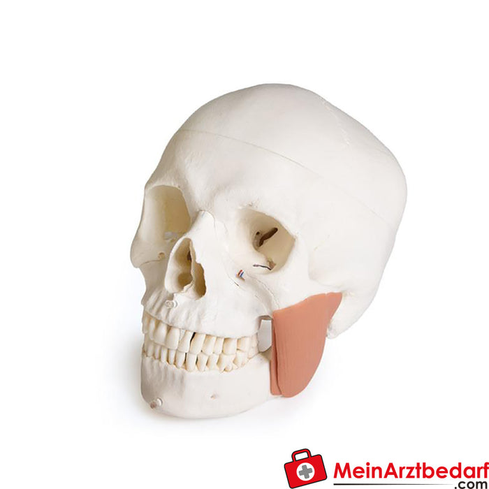 Erler Zimmer Skull model for dentistry with CMD syndrome, 8 parts