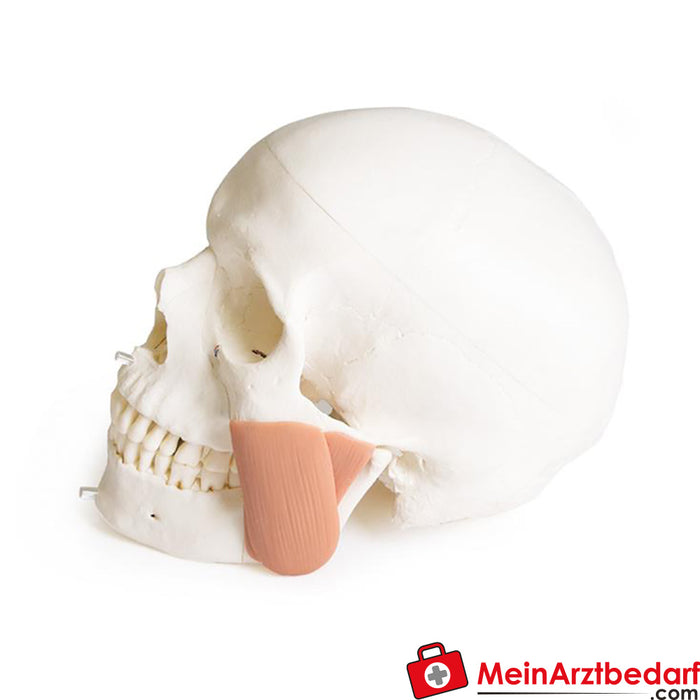 Erler Zimmer Skull model for dentistry with CMD syndrome, 8 parts