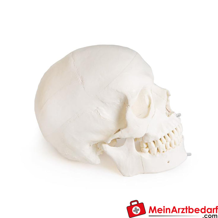 Erler Zimmer Skull model for dentistry with CMD syndrome, 8 parts