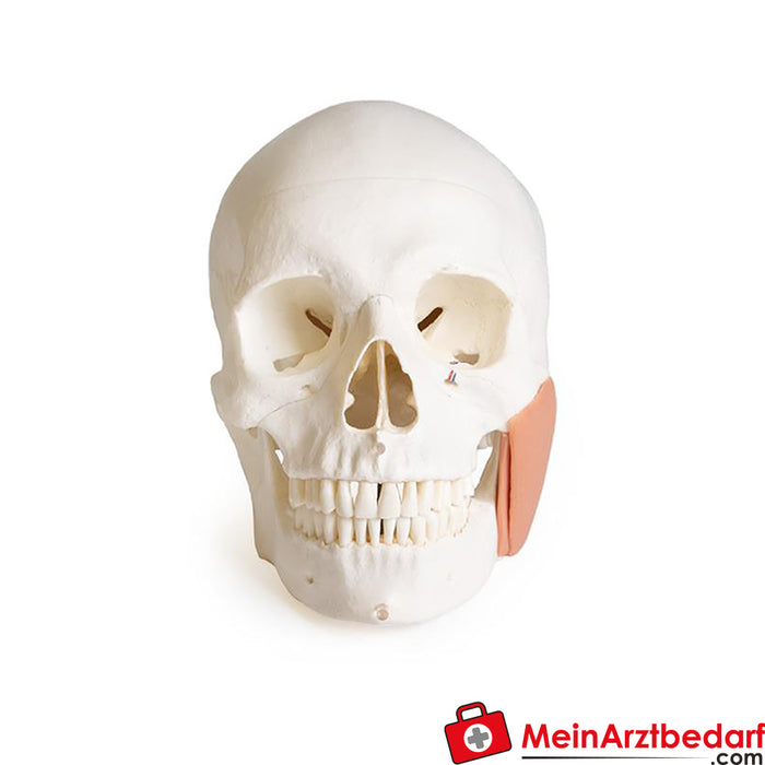 Erler Zimmer Modello di cranio per odontoiatria con sindrome CMD, 8 parti