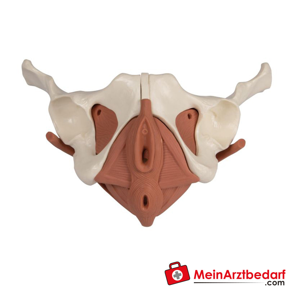 Erler-Zimmer Weibliches Beckenbodenmodell 12-teilig, magnetisch.