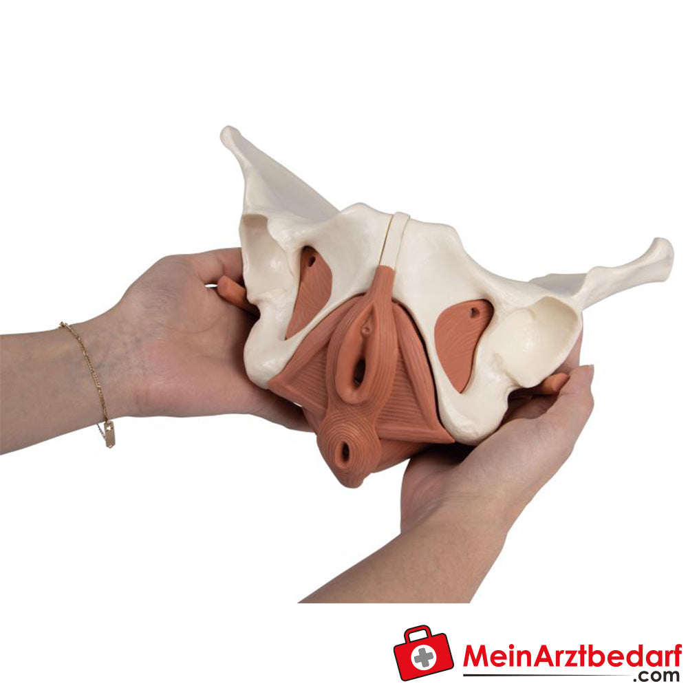 Erler-Zimmer Weibliches Beckenbodenmodell 12-teilig, magnetisch.