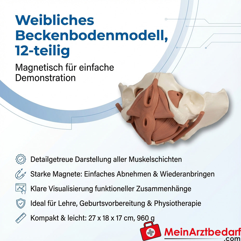 Erler Zimmer Modello del pavimento pelvico femminile Modello anatomico didattico magnetico a 12 pezzi 27x18x17 cm