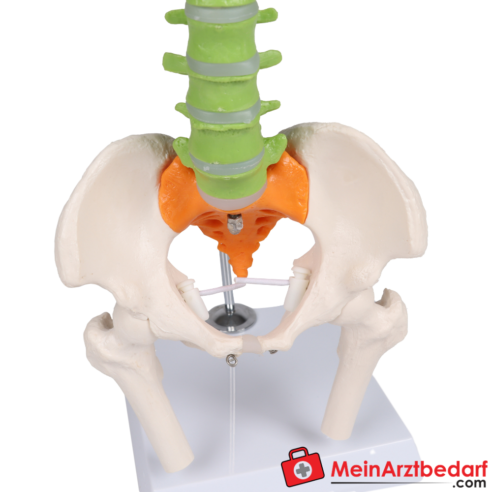 Erler-Zimmer Flexible Miniaturwirbelsäule, didaktisch.
