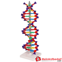 Erler-Zimmer DNA Doppelhelix.