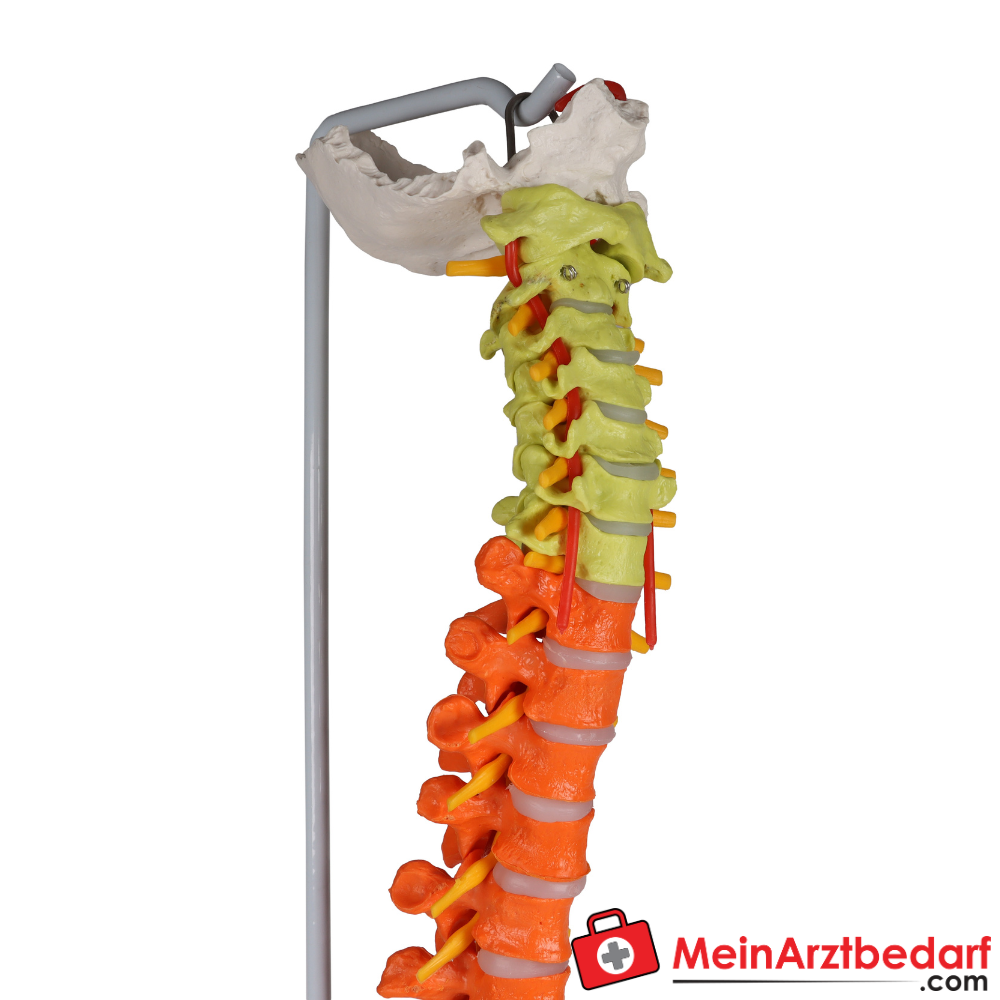 Erler-Zimmer Flexible Wirbelsäule didaktisch.