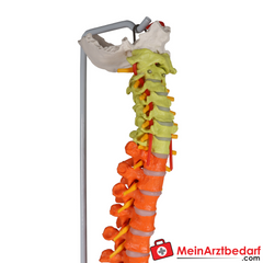 Erler-Zimmer Flexible Wirbelsäule didaktisch.