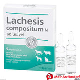 Lachesis comp n vet 5 St
