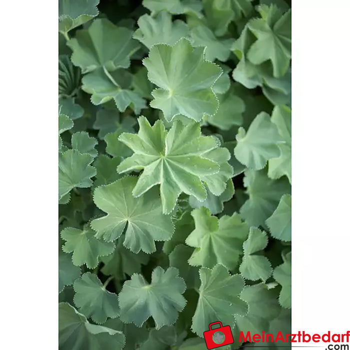 Sonnentor Organic Lady's Mantle