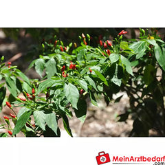 Sonnentor Bio Chili feuerscharf.