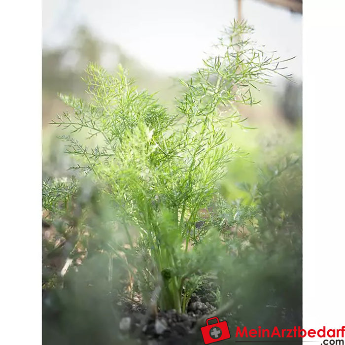 Sonnentor Organic Dill cut