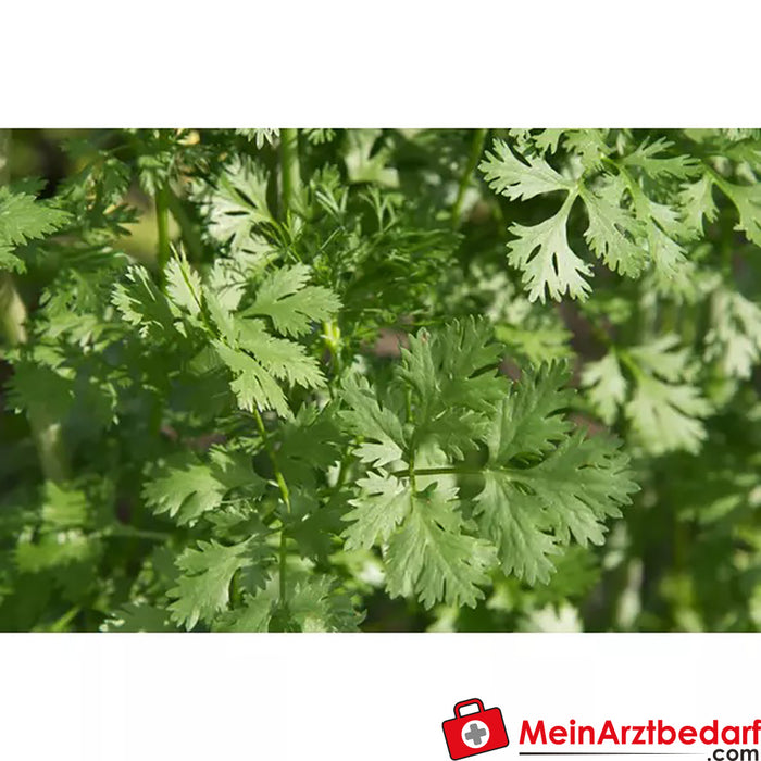 Sonnentor organic coriander herb cut