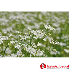 Sonnentor Bio Kümmel ganz.