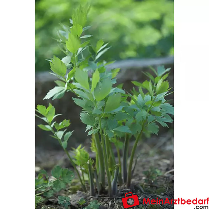 Sonnentor Organic Lovage cut