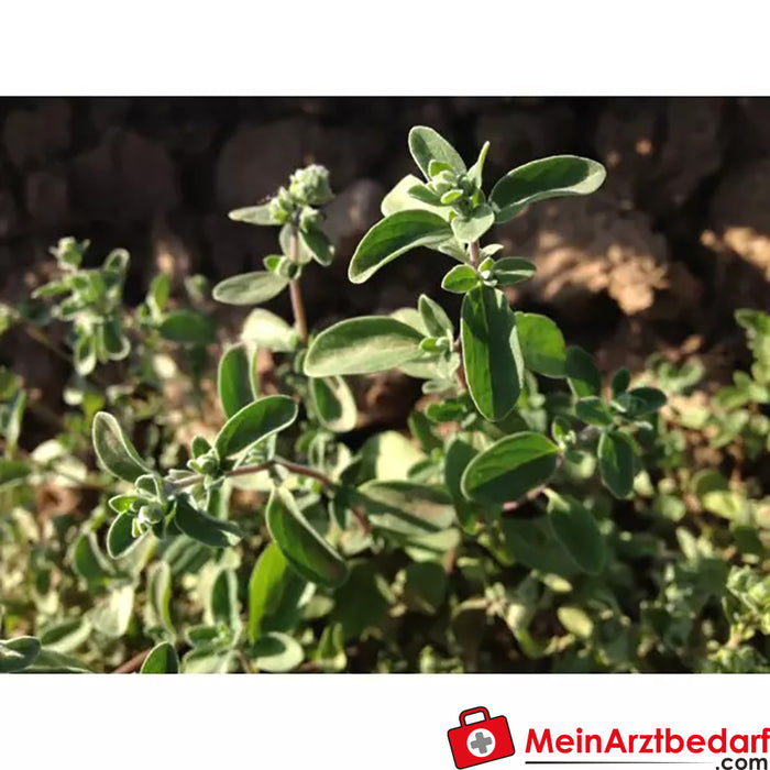 Sonnentor organic marjoram cut