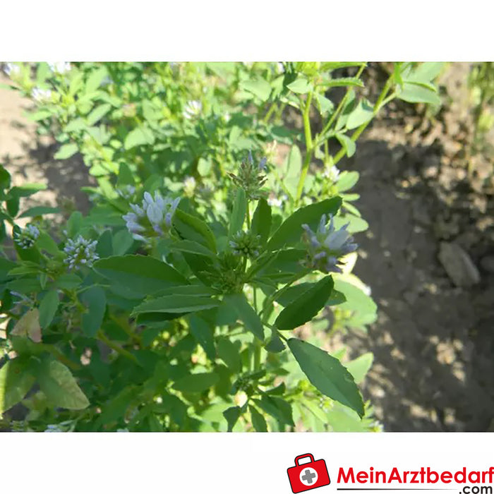 Sonnentor organic ground meadow fenugreek